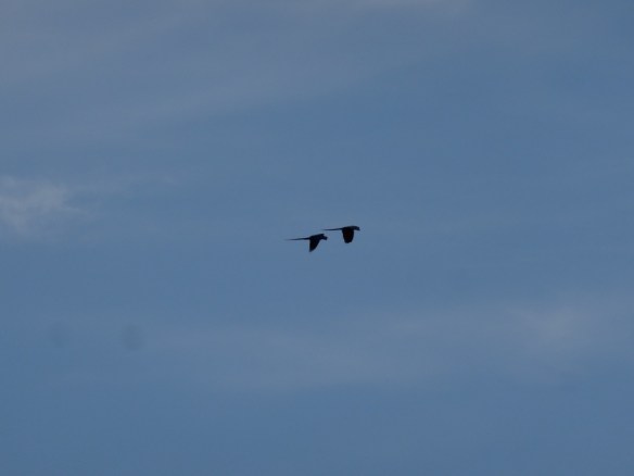 20130705-180559.jpg